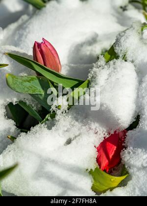 Vous pouvez également vous en faire un. Neige sur tulipes rouges au printemps. Le beau jardin avec des fleurs couvertes de neige à pâques Banque D'Images