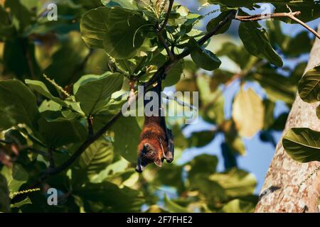 Portrait du Bat aux fruits indiens (espèce de renard volant) sur l'arbre. Thème des animaux sauvages au Sri Lanka. Banque D'Images