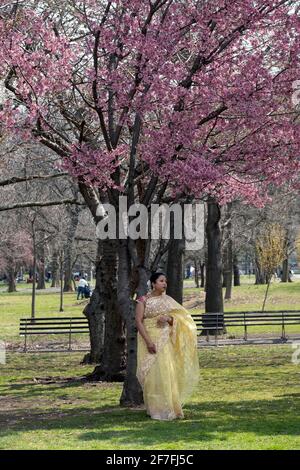 Une femme attirante dans un sari jaune, probablement hindoue, possède pour une photo sous un arbre de fleur de cerisier. Dans un parc à Queens, New York. Banque D'Images