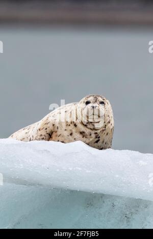 Phoque commun adulte (Phoca vitulina), transporté sur glace dans le parc national de Glacier Bay, Alaska, États-Unis d'Amérique, Amérique du Nord Banque D'Images