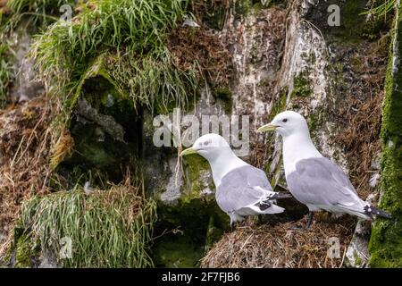 Le kittiwake à pattes noires (Rissa tridactyla) est un nid à McBride Inlet, parc national de Glacier Bay, Alaska, États-Unis d'Amérique, Amérique du Nord Banque D'Images