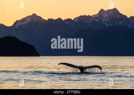 Baleine à bosse adulte (Megaptera novaeangliae), plongée sous-marine au coucher du soleil dans le parc national de Glacier Bay, site classé au patrimoine mondial de l'UNESCO, Alaska, États-Unis Banque D'Images