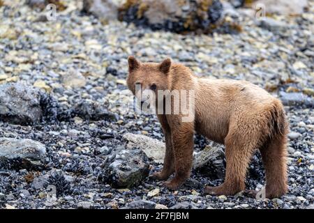 Jeune ours brun (Ursus arctos), alimentation d'invertébrés à marée basse dans le parc national de Glacier Bay, Alaska, États-Unis d'Amérique, Amérique du Nord Banque D'Images