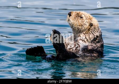 Une loutre de mer adulte (Enhydra lutris), nageant dans le parc national de Glacier Bay, Alaska du Sud-est, États-Unis d'Amérique, Amérique du Nord Banque D'Images