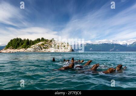 Curieux otaries de Steller (Eumetopias jubatus), îles du marbre du Sud, parc national de Glacier Bay, site classé au patrimoine mondial de l'UNESCO, Alaska, États-Unis Banque D'Images