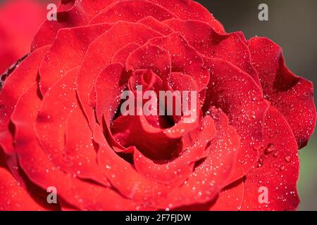 Fleur de rose rouge en gouttes après la pluie gros plan. Banque D'Images