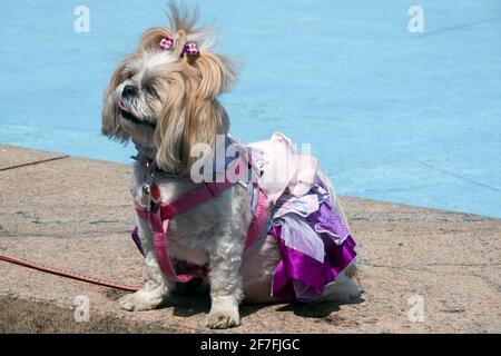 Un chien Shih Tzu habillé pour le dimanche de Pâques. Dans un parc à Queens, New York. Banque D'Images