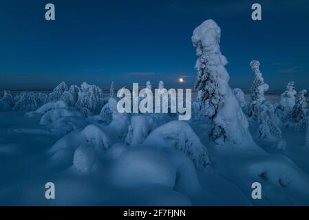 Pleine lune s'élevant au-dessus d'un paysage d'hiver couvert de neige, tykky, regardant à travers la Russie de Kuntivaara est tombé, Kuusamo, Finlande, Europe Banque D'Images