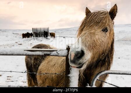 Cheval islandais (Equus ferus caballus), Gullfoss, Islande, régions polaires Banque D'Images