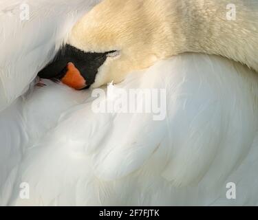 Mute Swan (Cygnus olor), Kent, Angleterre, Royaume-Uni, Europe Banque D'Images