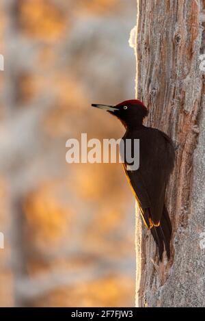 Pic noir (Dryocopus martius) dans un paysage hivernal enneigé, Kuusamo, Finlande, Europe Banque D'Images