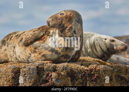 Ponte des phoques gris (Halichoerus grypus), sur l'île de Longstone, les îles Farne, Northumberland, nord-est de l'Angleterre, Royaume-Uni, Europe Banque D'Images