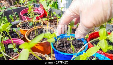 La main gantée d'une femme vérifie les jeunes plants avant de les transplanter dans le sol, le travail d'un agriculteur ou d'un agronome, d'un cultivateur de fleurs, d'un cultivateur de légumes. Banque D'Images