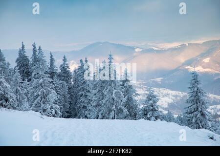 Beau paysage d'hiver dans les montagnes de Vladeasa, Transylvanie, Roumanie, Europe Banque D'Images