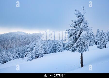 Beau paysage d'hiver dans les montagnes de Vladeasa, Transylvanie, Roumanie, Europe Banque D'Images