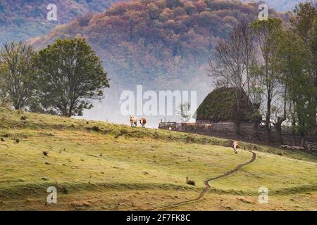 Paysage rural dans les montagnes d'Apuseni, Roumanie, Europe Banque D'Images