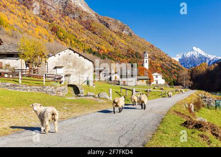 Promenade de moutons sur la route près d'un village de mountan, Val Bodengo, Valchiavenna, Valtellina, Lombardie, Italie, Europe Banque D'Images