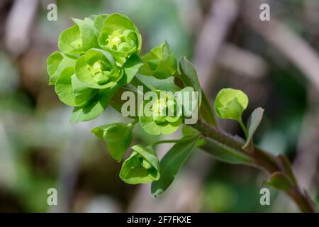 Spurges à bois - Euphorbia amygdaloides, gros plan de fleurs Banque D'Images