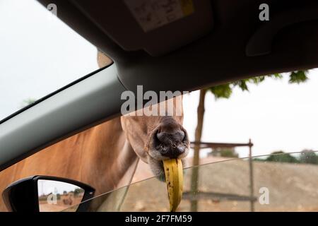 Antelope Gazelle vous dirige dans une voiture lors d'un safari zoo en voiture à travers le parc. Animaux amusants dans le zoo. Banque D'Images