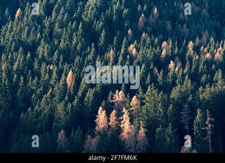 Forêt de mélèze et d'épinette avec des larches qui se transforment en jaune en automne, Trentin-Haut-Adige, Italie, Europe Banque D'Images