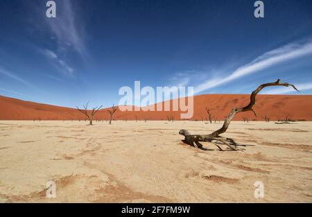 Deadvlei, près de Sossusvlei, un lac sec avec des arbres morts dans le désert fait de dunes de sable rouge, désert Namib, Namibie, Afrique Banque D'Images