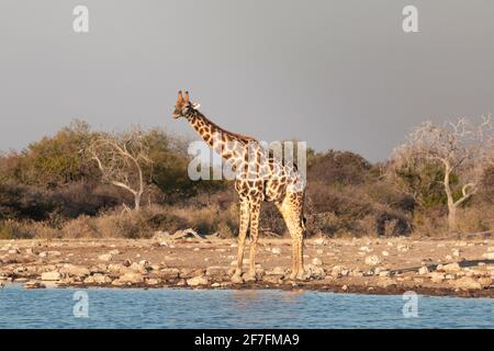 Girafe (Giraffa camelopardalis) située près d'un étang d'eau, Parc national d'Etosha, Namibie, Afrique Banque D'Images