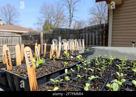 Jardinage urbain pendant une pandémie, jardinage de printemps Banque D'Images