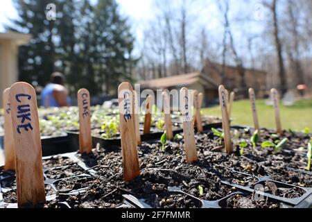 Jardinage urbain pendant une pandémie, jardinage de printemps Banque D'Images