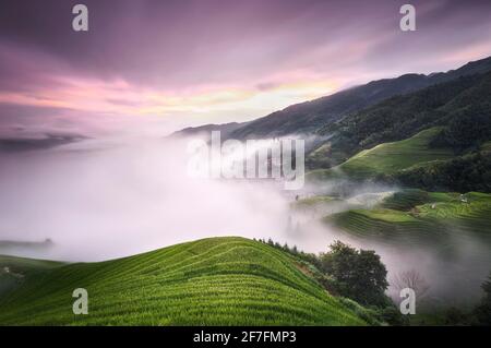 Coucher de soleil violet avec brouillard au-dessus des terrasses de riz Longsheng, Guangxi, Chine, Asie Banque D'Images