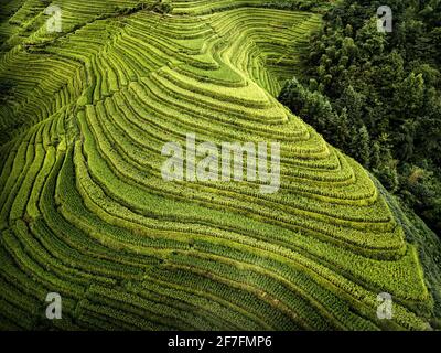 Vue aérienne des terrasses de riz de Longsheng, également connu comme la colonne vertébrale du dragon en raison de leur forme, Guangxi, Chine, Asie Banque D'Images