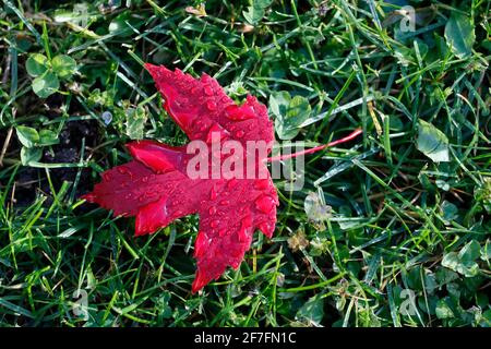 Feuille d'érable rouge avec gouttes d'eau en automne, France, Europe Banque D'Images