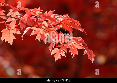 Érable avec feuilles d'automne rouges, France, Europe Banque D'Images
