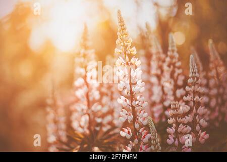 Des fleurs lupin sauvages délicates et parfumées fleurissent dans le champ, illuminées par les rayons du soleil couchant. La nature en soirée d'été. Banque D'Images