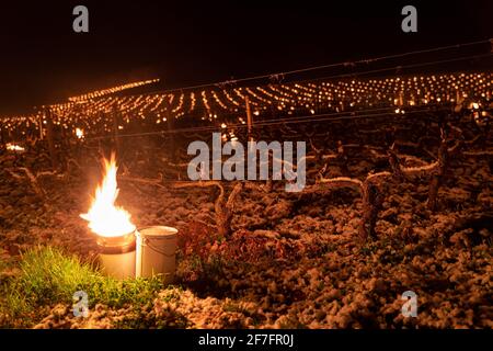 Clos de Tart Monopole Grand cru, Morey Saint Denis - mardi soir allait être froid et les vignerons de la Côte d'Or n'ont pas dormi beaucoup. Vers 4h du matin, ils sont sortis dans les vignobles pour allumer les chauffages afin d'éviter que les premiers bourgeons ne gèlent. De telles opérations ont été signalées à Puligny-Montrachet, Meursault et Chassagne-Montrachet. Côte d'Or, France, le 7 avril 2021. Photo de Baptiste Pacot/ABACAPRESS.COM Banque D'Images