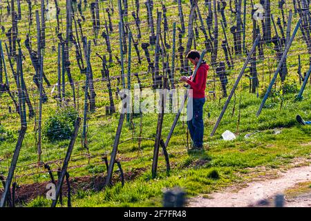 Travaux de printemps sur la vigne. Le Gutedel a un peu moins d'alcool, est considéré comme très digestible. En 1780, la cépage Gutedel a été apportée à la terre de Markgräfler par Margrave Karl-Friedrich von Baden de Vevey, sur le lac Léman. Même alors, ce raisin a eu une histoire qui a duré plusieurs millénaires. Aujourd'hui, il se développe entre les deux cathédrales de Bâle et de Fribourg. Le grand raisin produit un vin frais et mousseux Banque D'Images