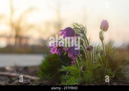 Violet de Prairie Pulsatilla pratensis gros plan au coucher du soleil. Une belle fleur de printemps fragile a fleuri. Fleur sauvage médicinale. Fleur de ressort macro Banque D'Images