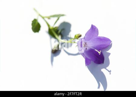 Concept fleurs fraîches/Beauté botanique - vue sur un seul tube De Thimbles de fée violet-bleu / Bellflower de Dwarf / Campanula cochlearifolia Banque D'Images