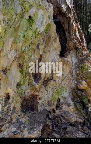 Vieux tronc d'arbre pourri avec trous faits par un pic à bois à la forêt riparienne de Tulln, Autriche Banque D'Images