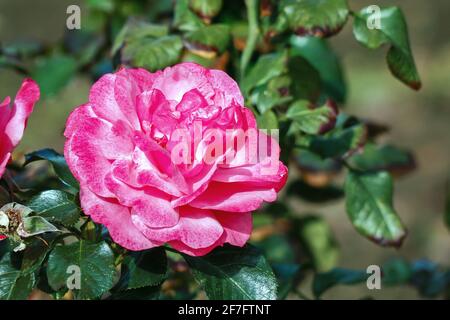 Boutons roses rouges fleuris sur une brousse Banque D'Images