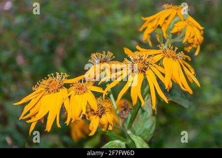 Magnifique brousse luxuriante de rudbeckia, fin de l'automne, gros plan Banque D'Images