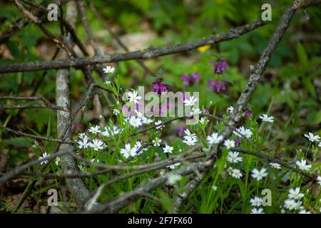Les fleurs sauvages de la forêt poussent parmi les branches, les feuilles sèches et l'herbe fraîchement cultivée. Les couleurs blanc, violet et vert donnent vie à la nature Banque D'Images