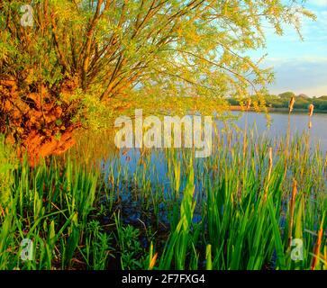 Royaume-Uni, saule au bord du lac dans la lumière du coucher du soleil, détail, Banque D'Images