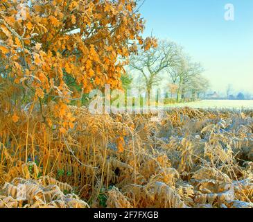 Royaume-Uni, matin gelé à la fin de l'automne Banque D'Images