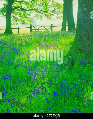 Royaume-Uni, Bluebells et campion rouge dans les bois de chêne Banque D'Images