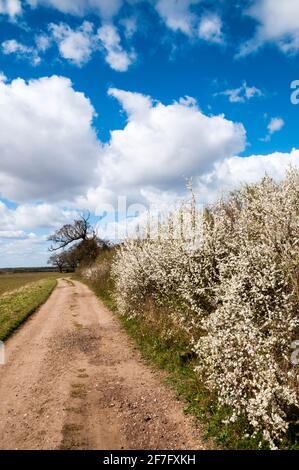 Une voie de campagne dans l'AONB de la côte de Norfolk lors d'une belle journée de printemps. Partie de la promenade circulaire de Snettisham bordée de fleurs de noir, Prunus spinosa. Banque D'Images