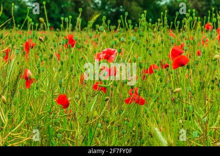 Un champ de grain avec des coquelicots. Quelques fleurs sauvages avec des fleurs rouges. Colza avec grappe de fruits, orge, blé sur le terrain. Beaucoup de capsules de graines de pavot Banque D'Images