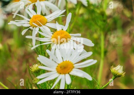 Champ de camomille en fleur avec trois fleurs. Fleurs sauvages dans un champ avec des pétales blancs et des pistils jaunes avec du pollen d'abeille. Tiges de fleurs et herbe verte Banque D'Images