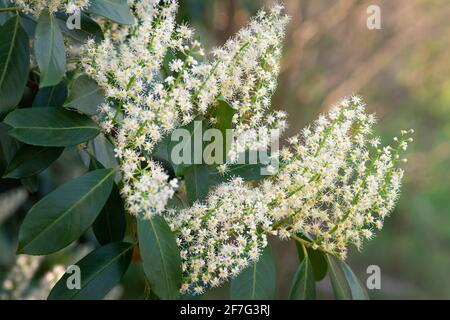 Italie, Lombardie, fleurs de la cerise Laurel, Prunus laurocerasus Banque D'Images