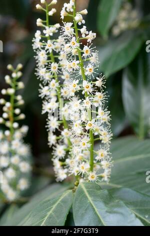 Italie, Lombardie, fleurs de la cerise Laurel, Prunus laurocerasus Banque D'Images