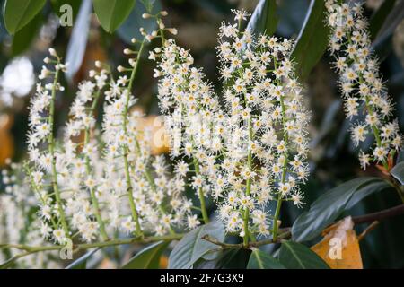 Italie, Lombardie, fleurs de la cerise Laurel, Prunus laurocerasus Banque D'Images